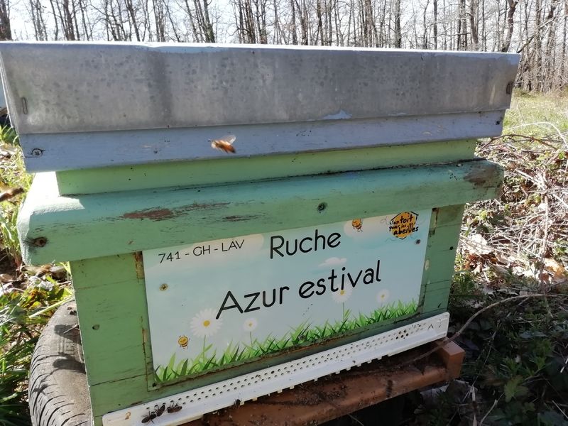 La ruche Azur estival