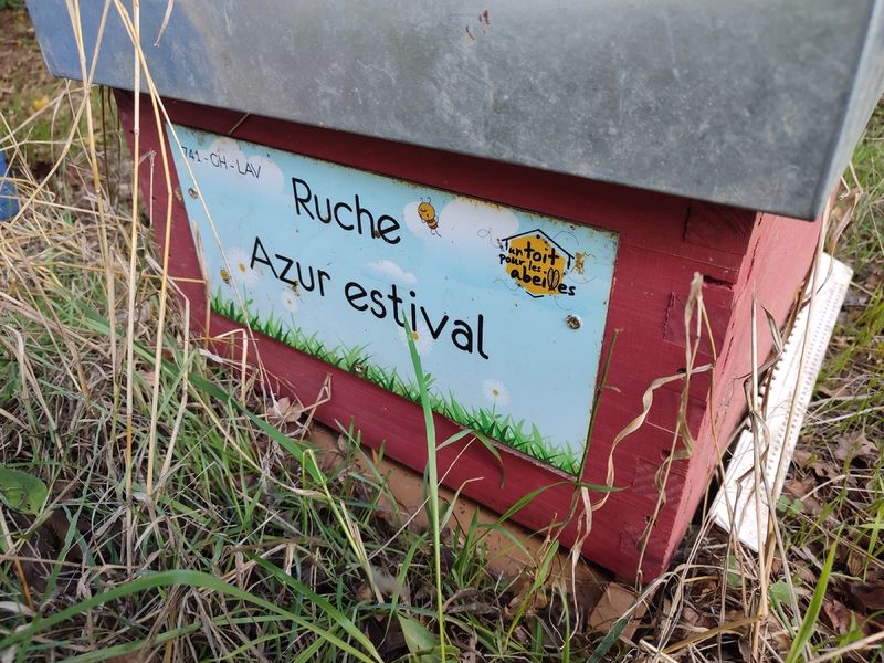 La ruche Azur estival