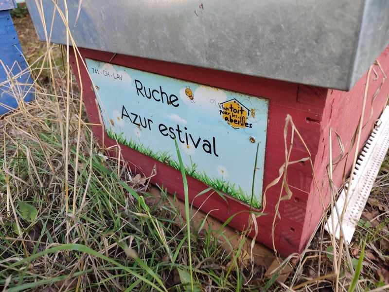 La ruche Azur estival