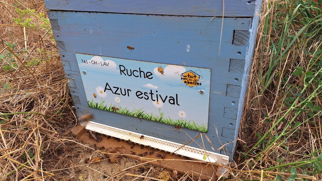 La ruche Azur estival