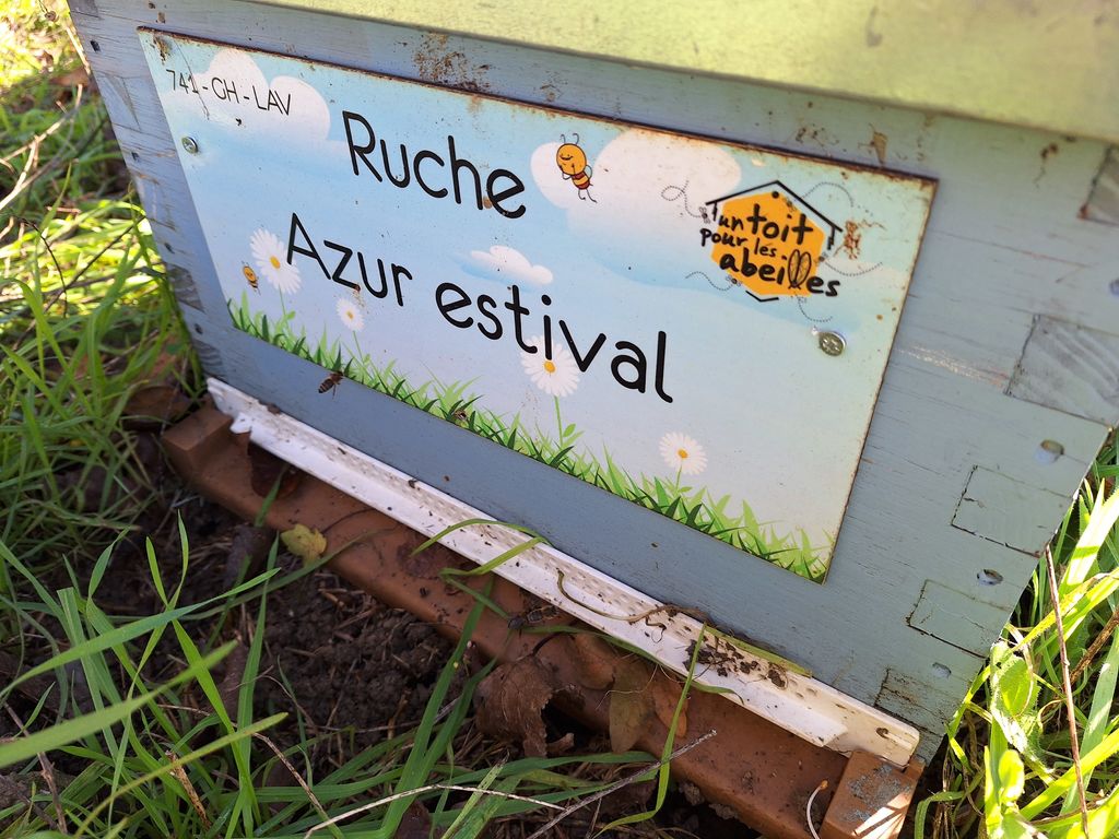 La ruche Azur estival