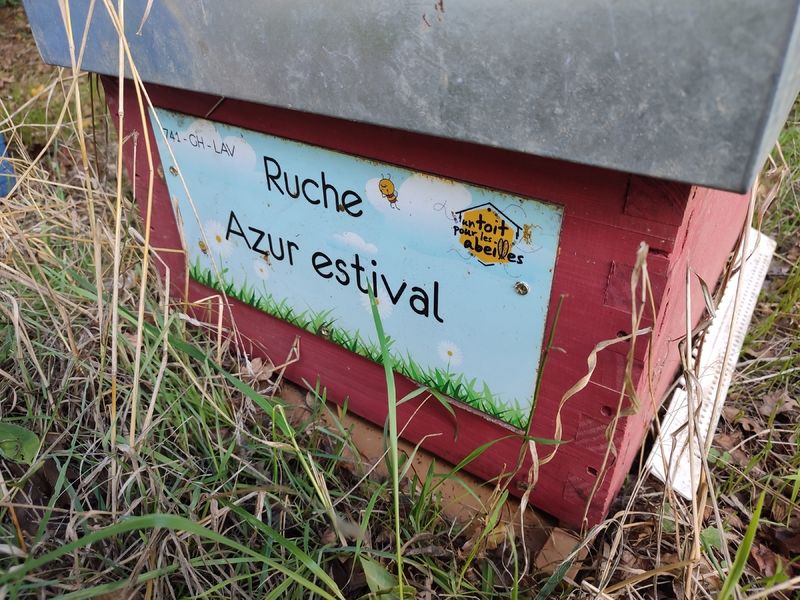 La ruche Azur estival