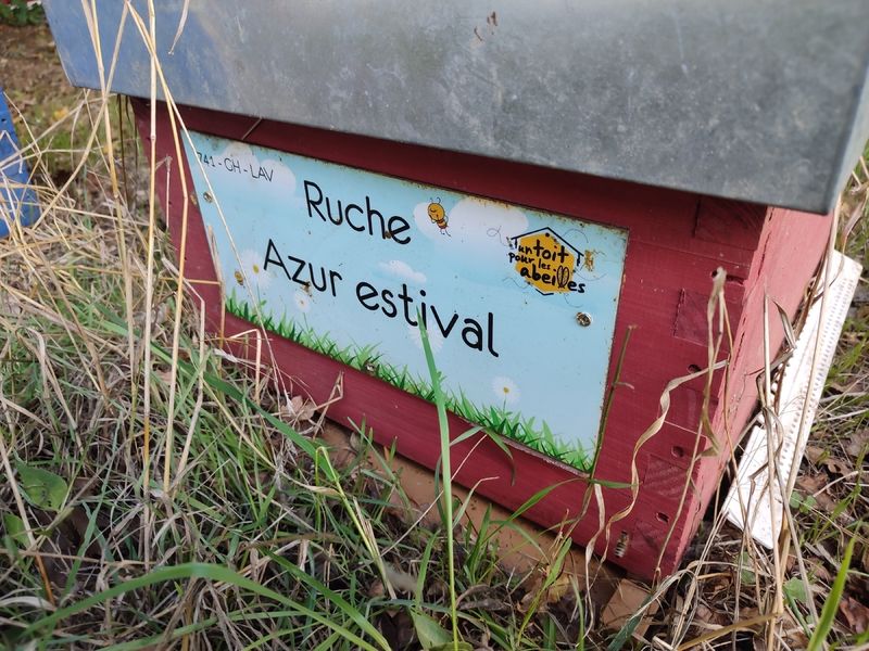 La ruche Azur estival