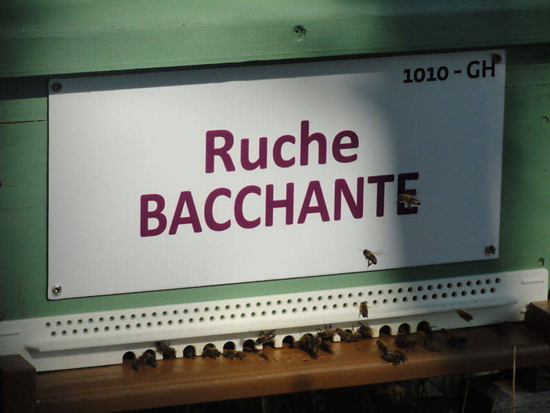 La ruche 