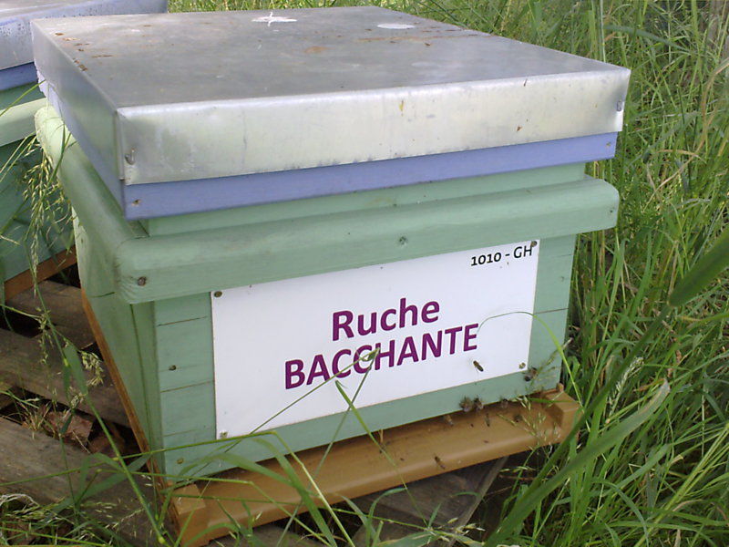 La ruche Bacchante