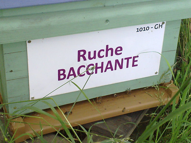 La ruche Bacchante