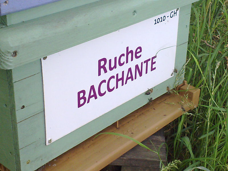La ruche Bacchante