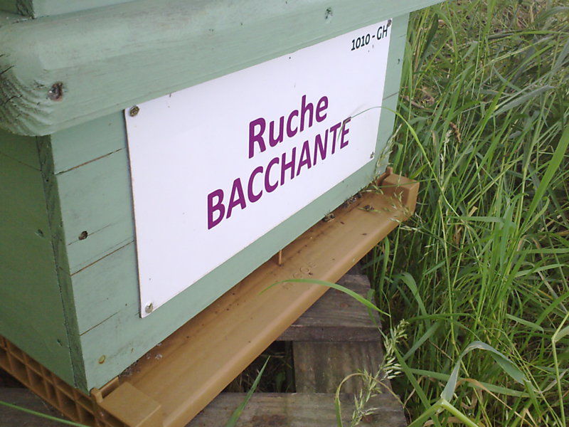 La ruche Bacchante