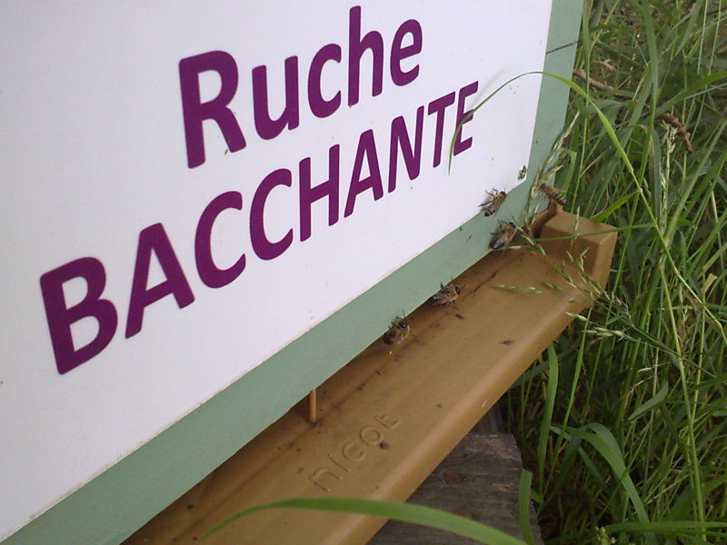 La ruche Bacchante