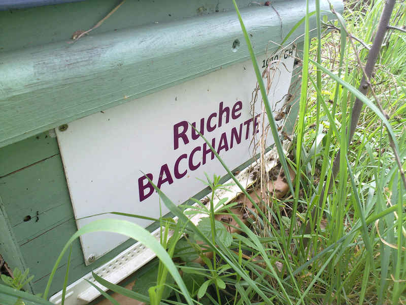 La ruche Bacchante