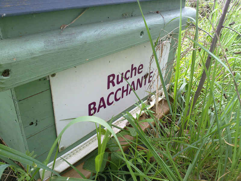 La ruche Bacchante