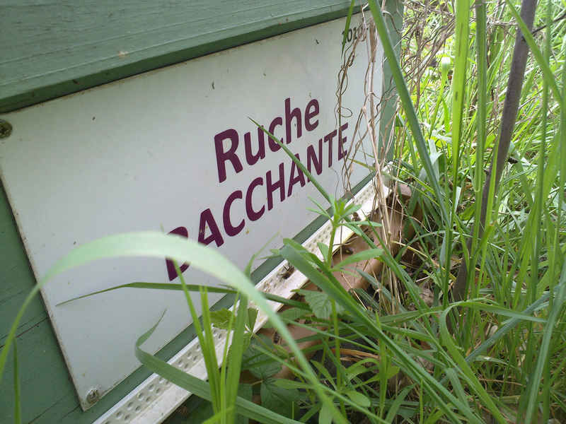 La ruche Bacchante