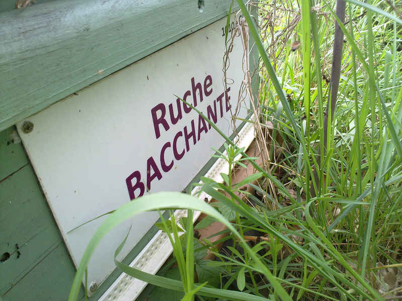 La ruche Bacchante