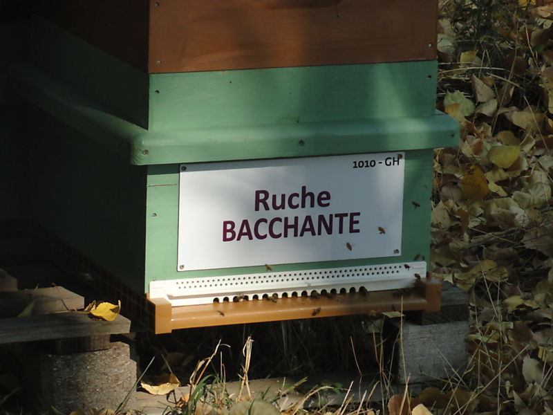 La ruche Bacchante