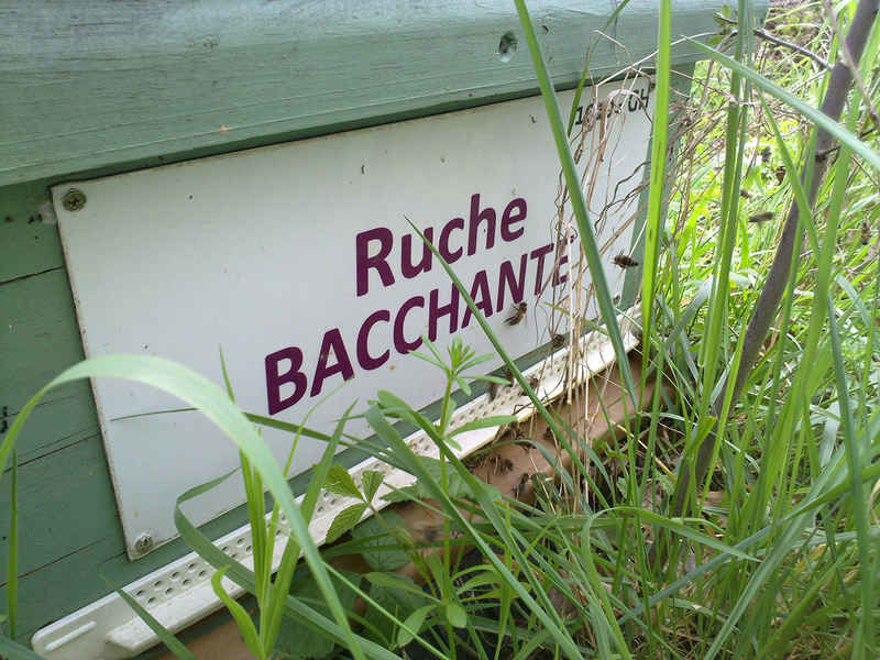 La ruche Bacchante