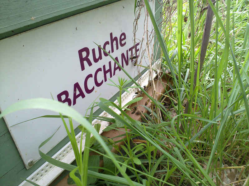 La ruche Bacchante