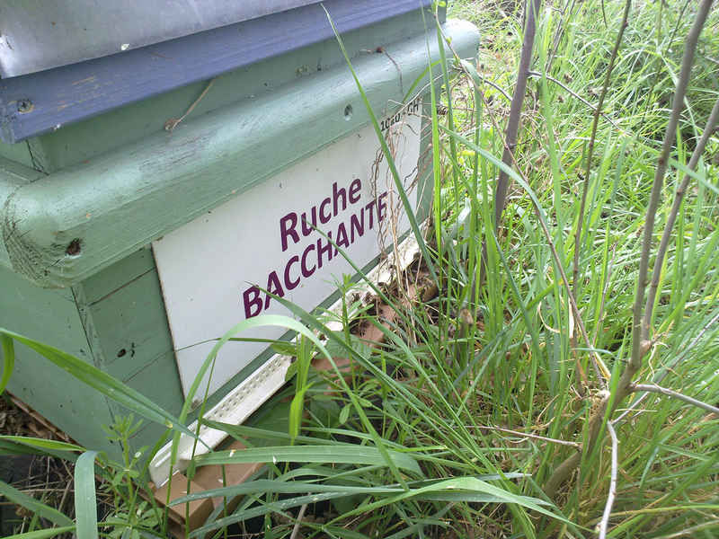 La ruche Bacchante