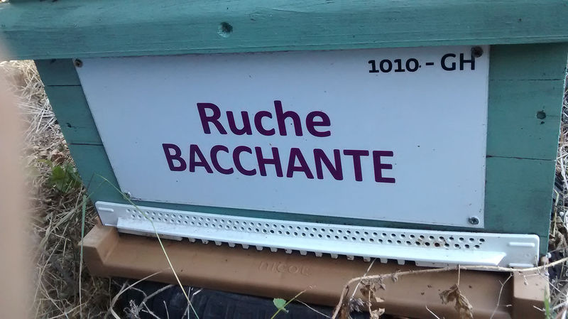 La ruche Bacchante
