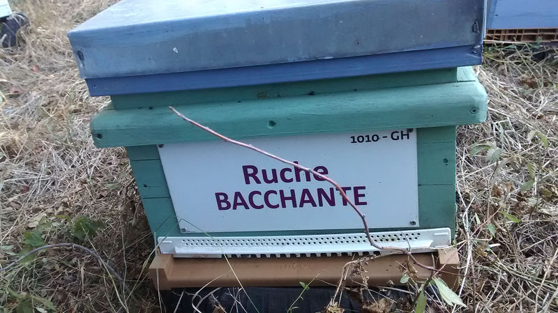 La ruche Bacchante