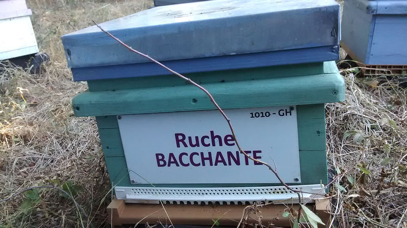 La ruche Bacchante