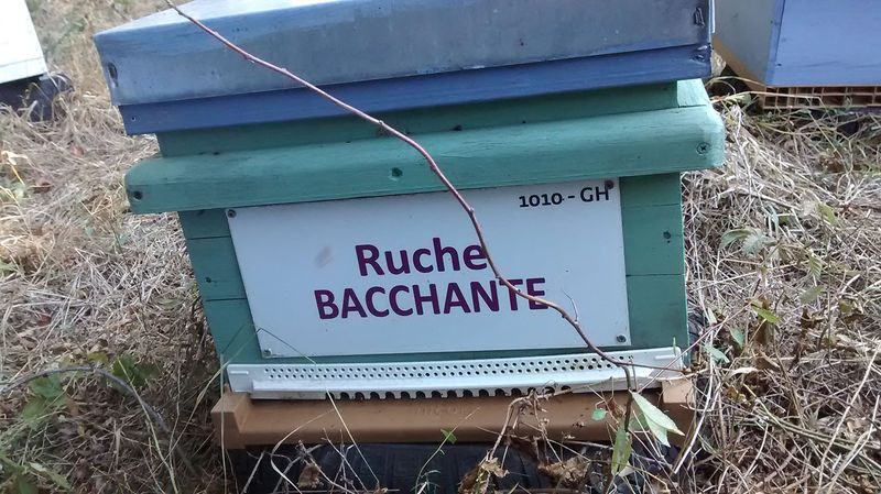 La ruche Bacchante