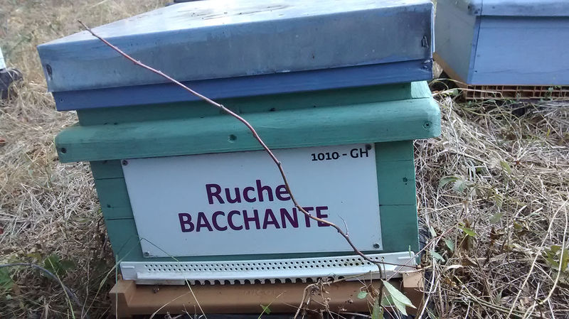 La ruche Bacchante