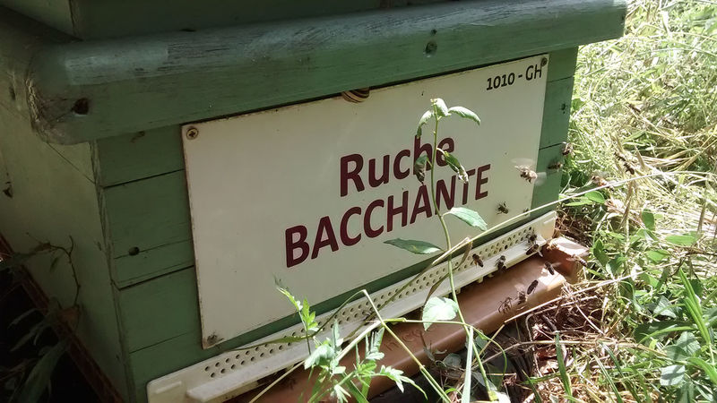 La ruche Bacchante