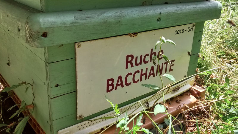 La ruche Bacchante