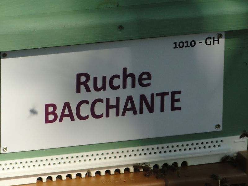 La ruche Bacchante