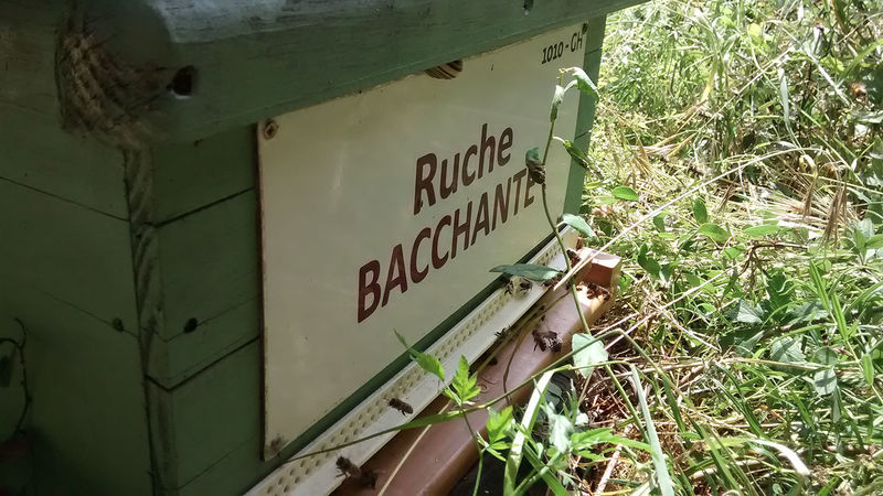 La ruche Bacchante