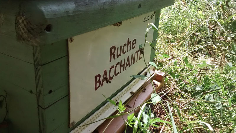 La ruche Bacchante