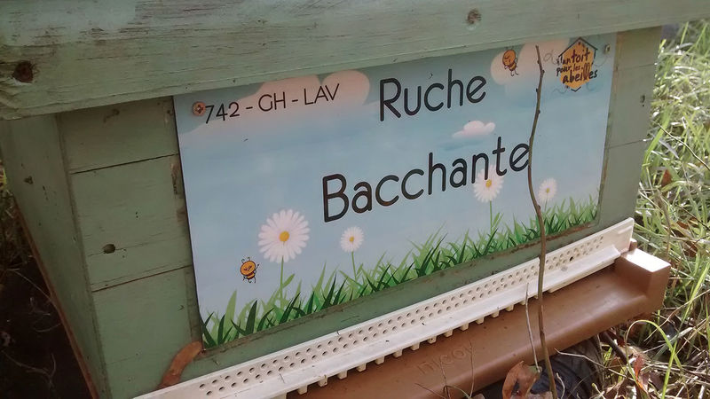 La ruche Bacchante