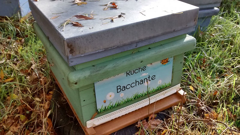 La ruche Bacchante
