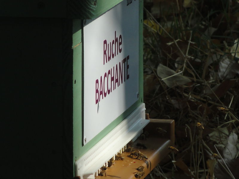 La ruche Bacchante