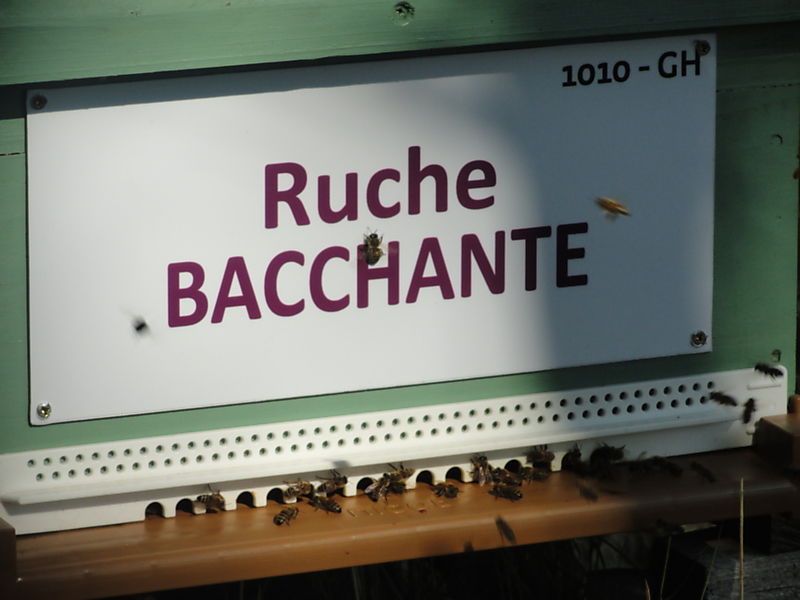La ruche Bacchante