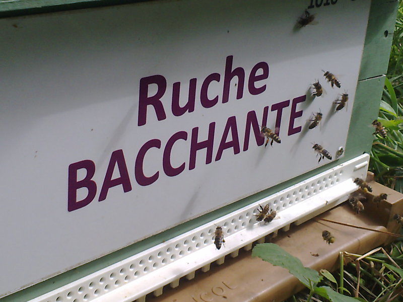 La ruche Bacchante