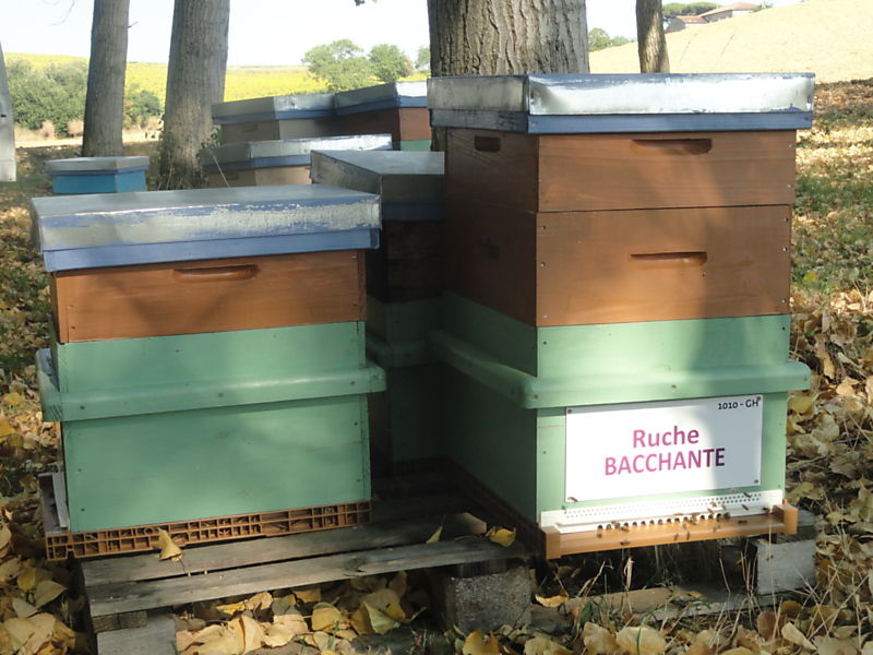 La ruche Bacchante