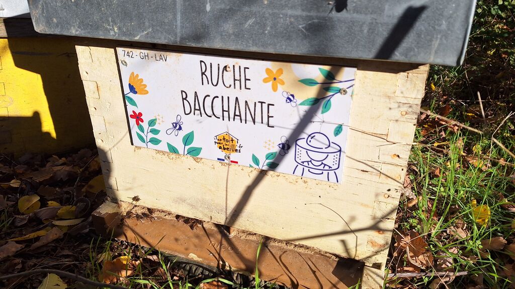 La ruche Bacchante