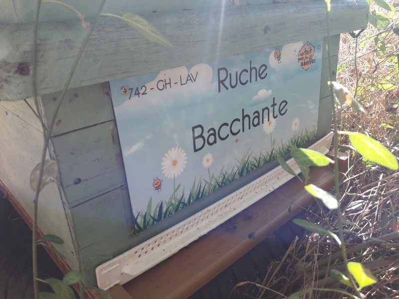 La ruche Bacchante