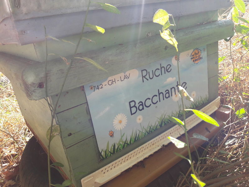 La ruche Bacchante