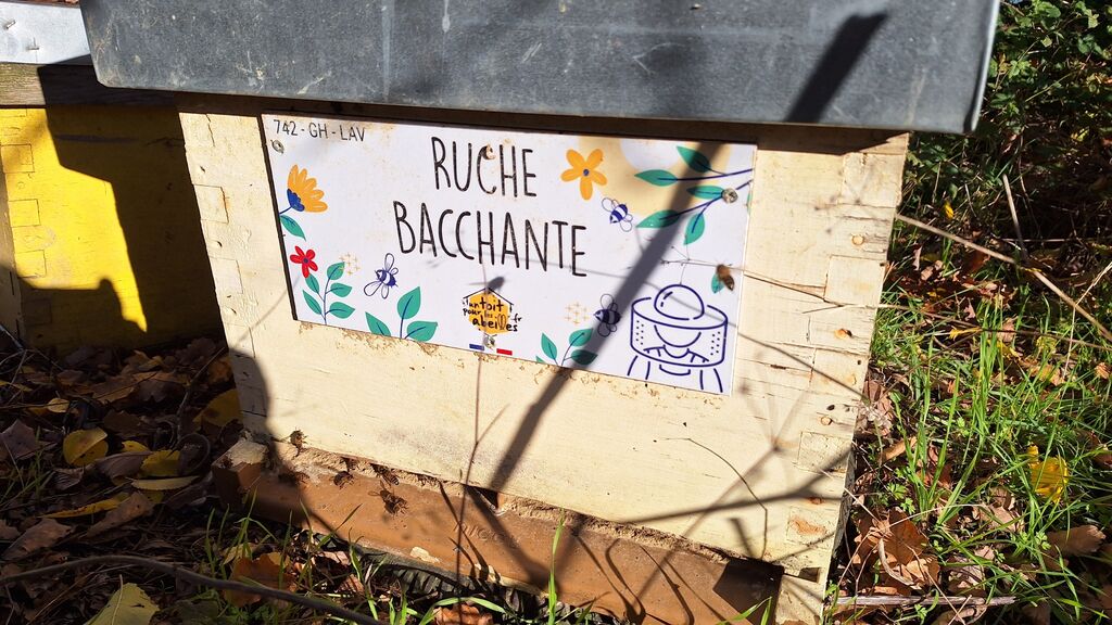 La ruche Bacchante