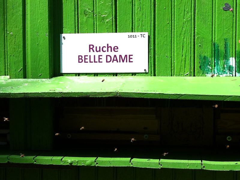 La ruche Belle dame