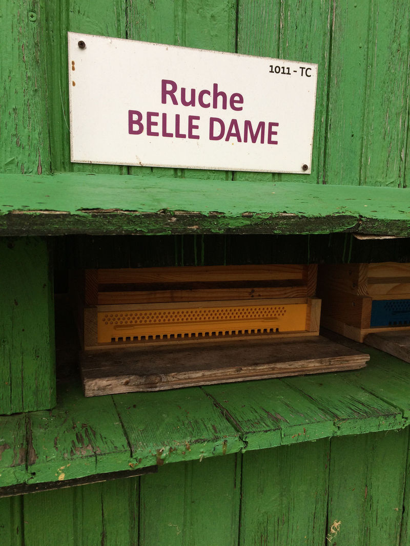 La ruche Belle dame