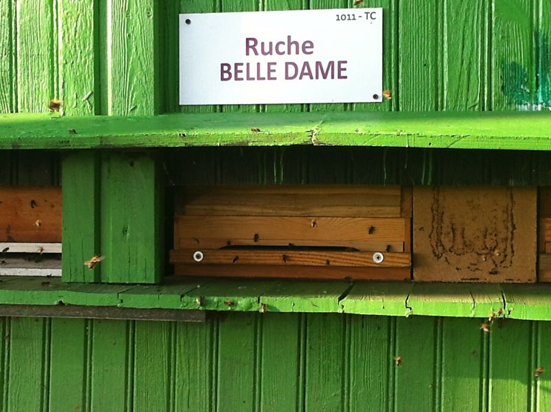 La ruche Belle dame