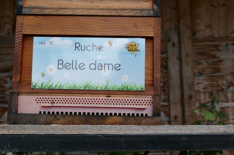 La ruche Belle dame