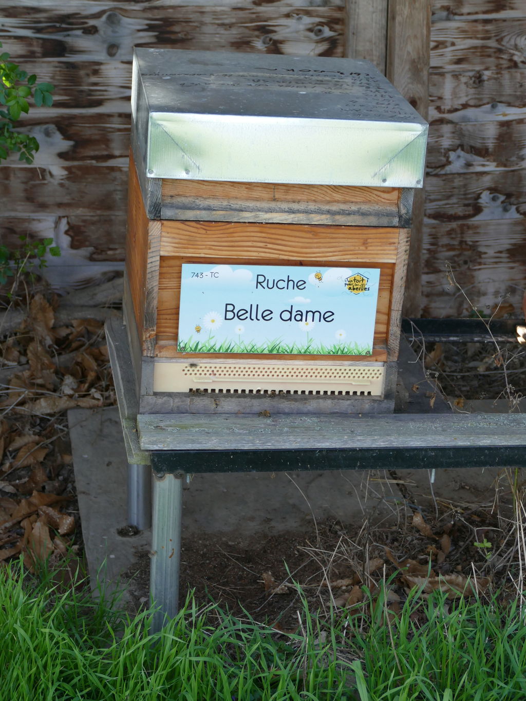 La ruche Belle dame