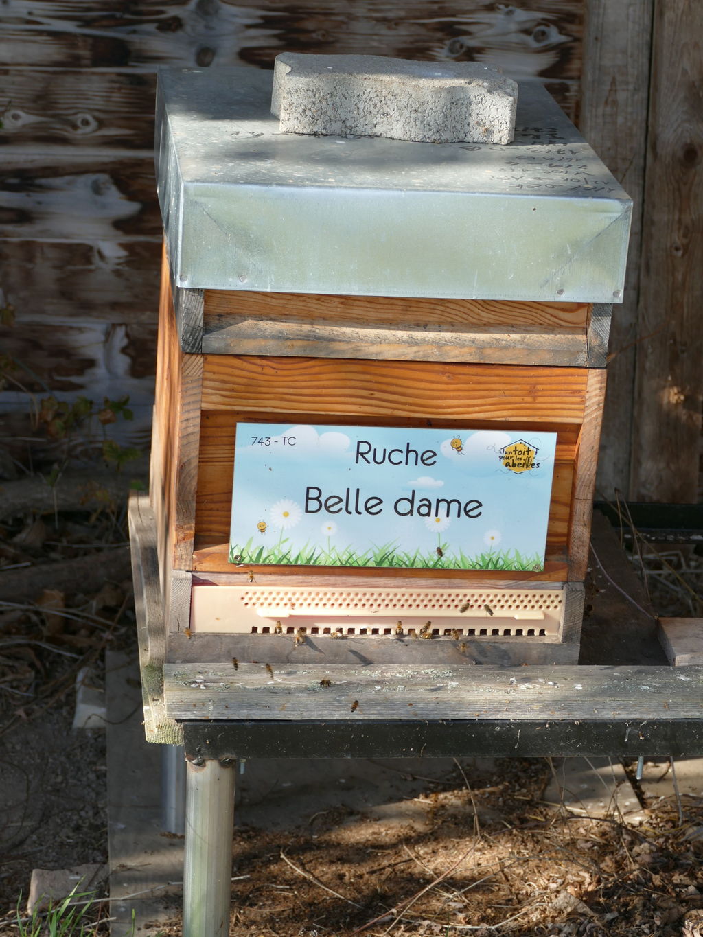 La ruche Belle dame