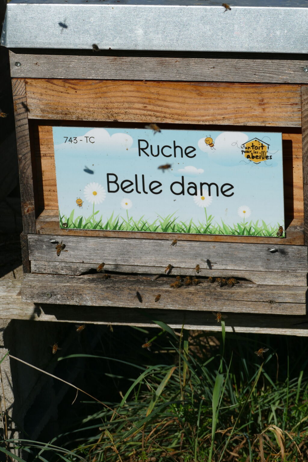 La ruche Belle dame