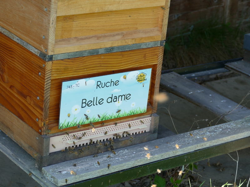 La ruche Belle dame