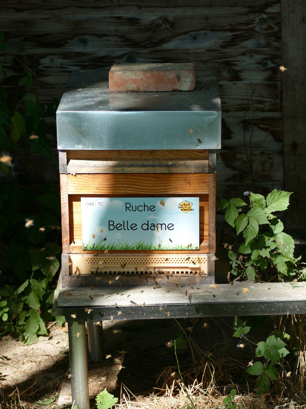 La ruche Belle dame